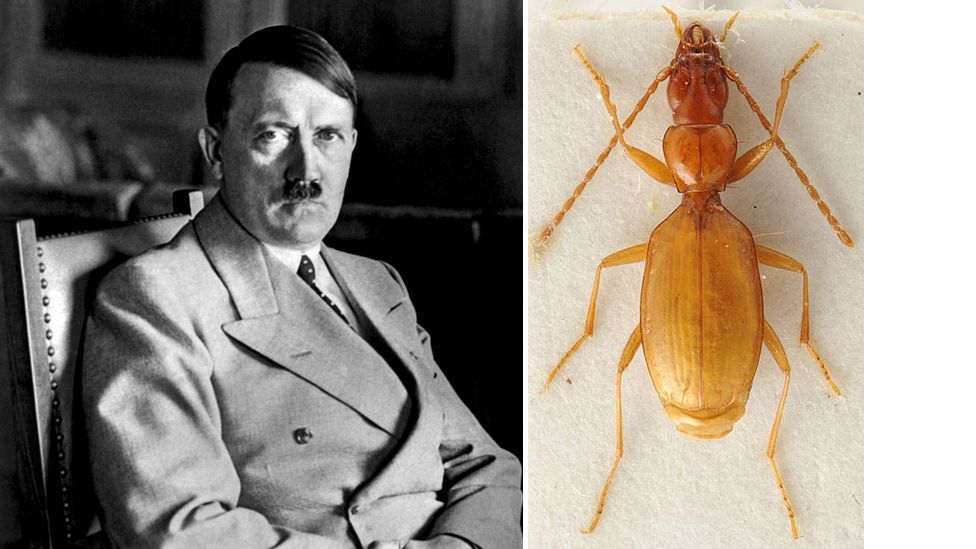 Ten species named after famous people - BBC Future Ten species named after famous people - BBC Future