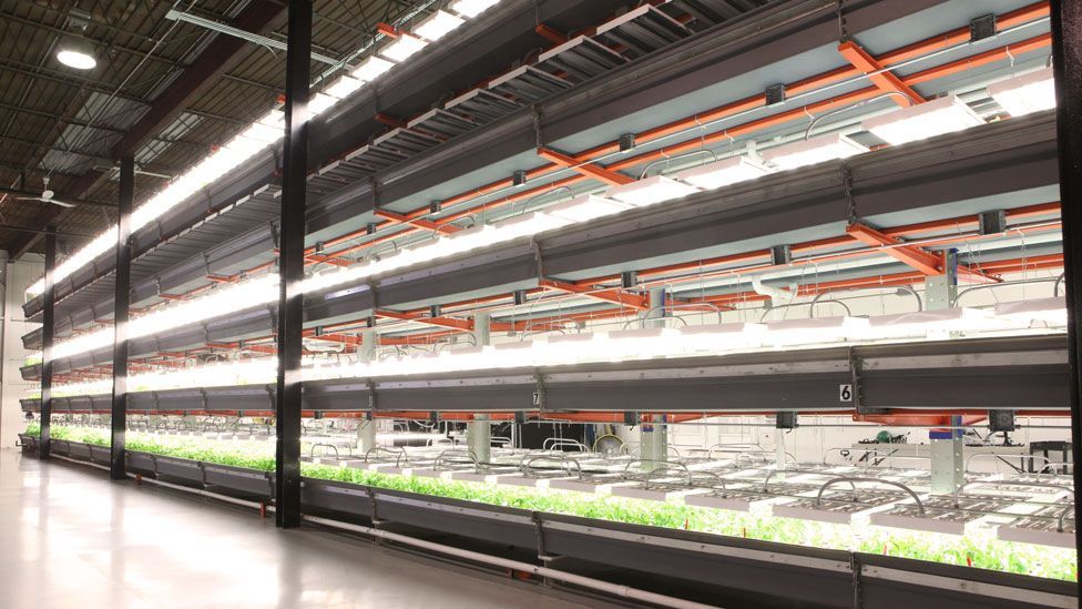 Vertical farms are being planted in cities to grow produce indoors, like this one in a former Chicago warehouse. (Copyright: farmedhere) Vertical farms are being planted in cities to grow produce indoors, like this one in a former Chicago warehouse. (Copyright: farmedhere)