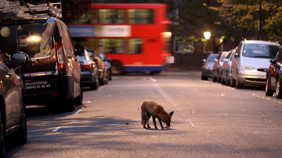 Many animals now depend on the man-made environment of cities, like foxes in Britain that scavenge our rubbish. (Copyright: Getty Images) Many animals now depend on the man-made environment of cities, like foxes in Britain that scavenge our rubbish. (Copyright: Getty Images)