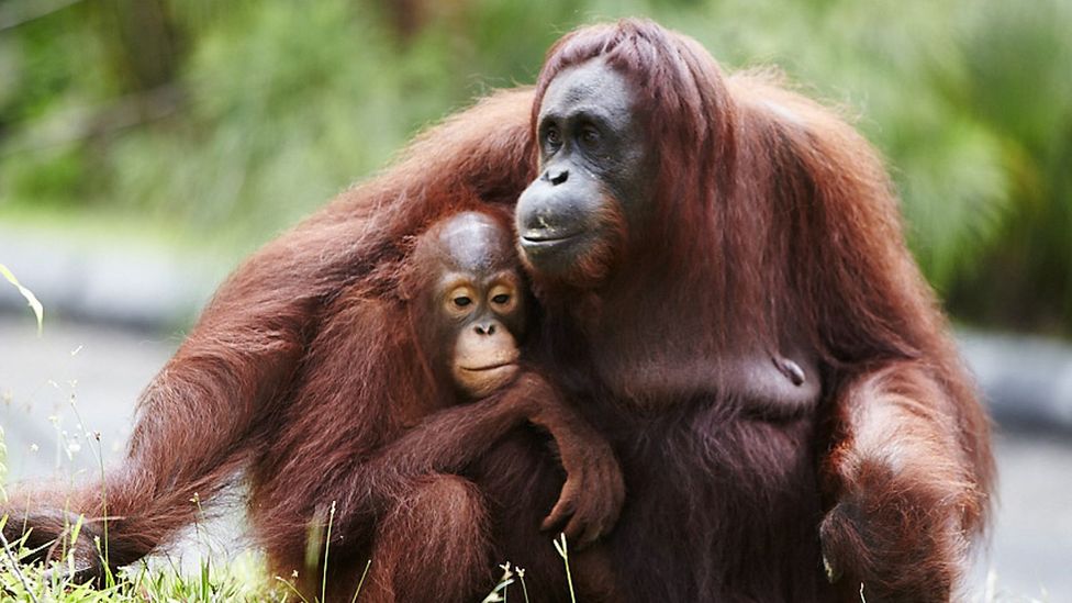 The perfect trip: Borneo - BBC Travel