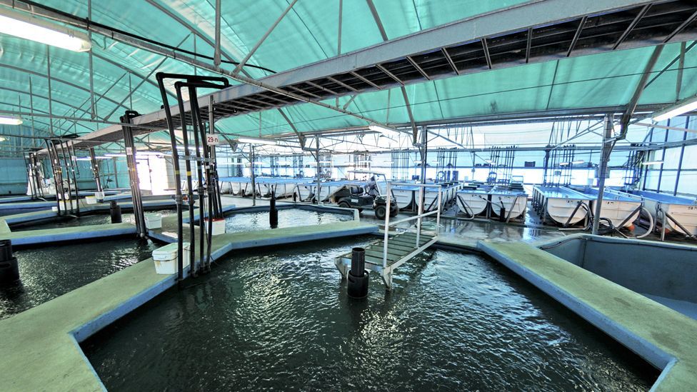 Indoor cultivation is not just for plants; this hatchery in Israel rears fish like carp and mullet indoors before moving them to fish ponds. (Copyright:  Science Photo Library)