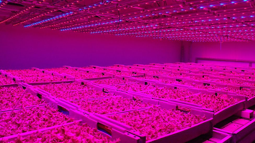 Recent developments in LED lighting mean plants grow more quickly and produce higher yields. Several cities have already embraced the concept. (Copyright: Philips)