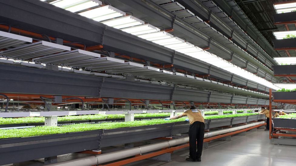 Illinois’ FarmedHere grows crops within a city warehouse – and uses aeroponics to grow plants using a mist of nutrient-rich water instead of soil. (Copyright: FarmedHere) Illinois’ FarmedHere grows crops within a city warehouse – and uses aeroponics to grow plants using a mist of nutrient-rich water instead of soil. (Copyright: FarmedHere)