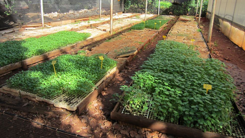 In Cuba, food shortages created 'organoponicos' - growing food for city dwellers in spare plots. Other cities could adopt the idea. (Copyright: Science Photo Library) In Cuba, food shortages created 'organoponicos' - growing food for city dwellers in spare plots. Other cities could adopt the idea. (Copyright: Science Photo Library)