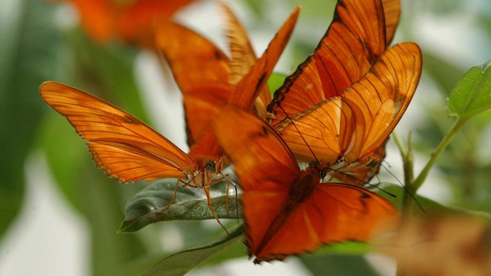 See eye to eye with a butterfly in San Francisco BBC Travel