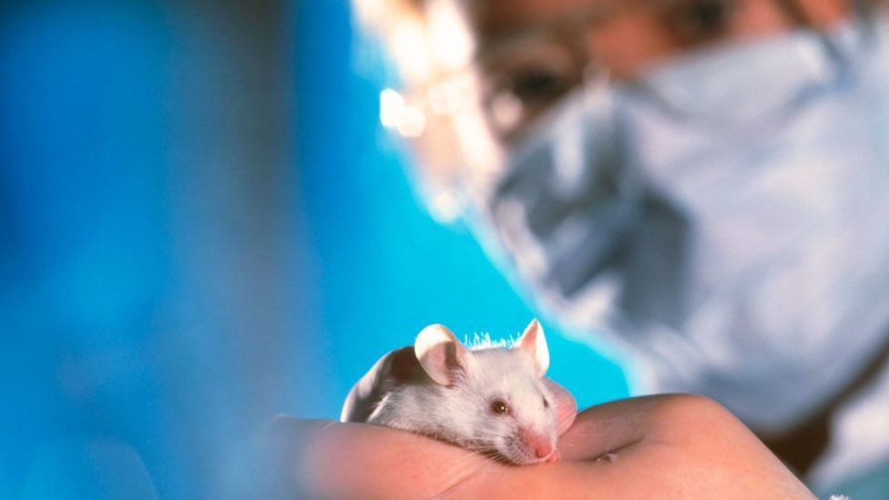 Will we ever… eliminate animal experimentation? - BBC Future