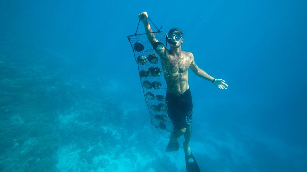 Tahiti’s iridescent wonders - BBC Travel