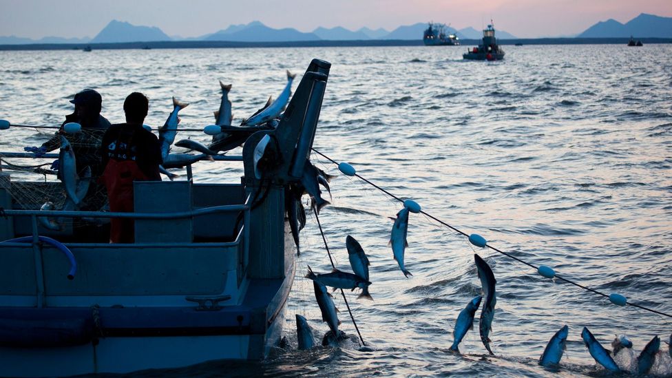 An Alaskan paradise in peril BBC Travel