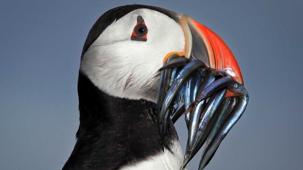 puffin food puffin food