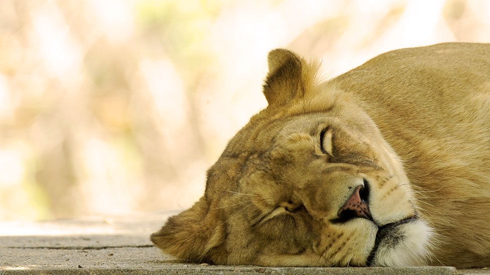 Do all animals need sleep? - BBC Future