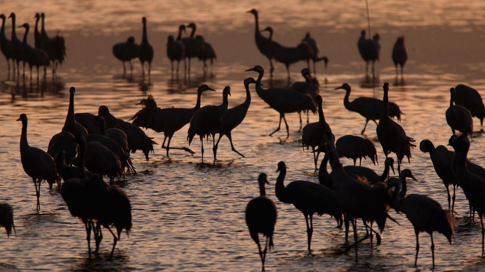 What can animals teach us about travel bbc travel