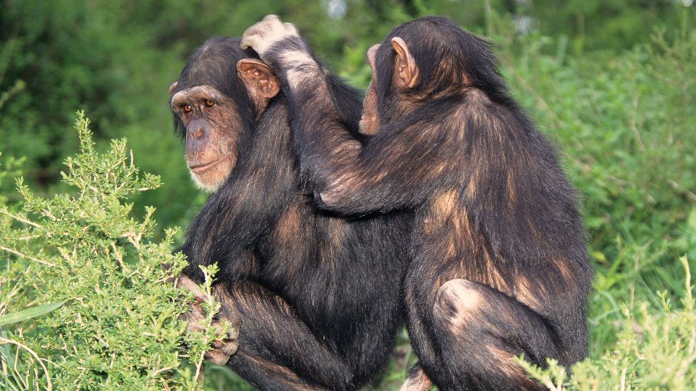 Chimpanzees picking through their friends' fur are not just doing it for hygiene sake, this so-called “allogrooming” has far greater significance. (Copyright: Thinkstock)