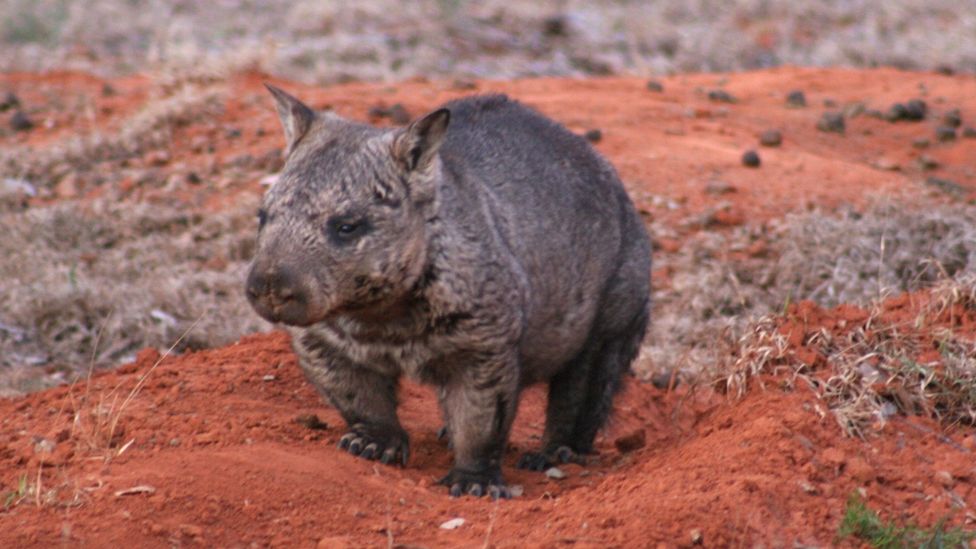 Protecting a wombat species that is as fast as Usain Bolt - BBC Travel