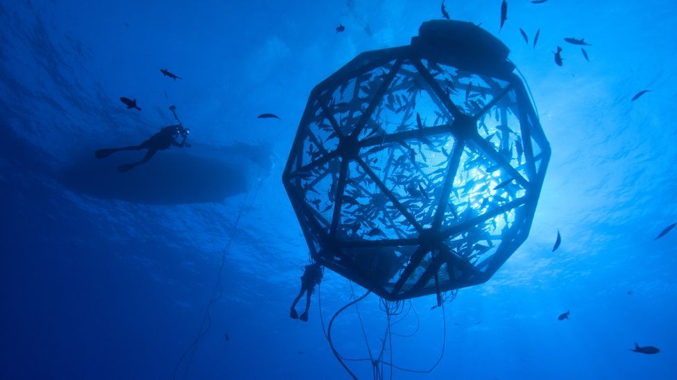 Hawaii-based Kampachi Farms have created a fish cage that can be towed and flushed clean by ocean currents, cutting down on pollution. (Rick Decker) Hawaii-based Kampachi Farms have created a fish cage that can be towed and flushed clean by ocean currents, cutting down on pollution. (Rick Decker)