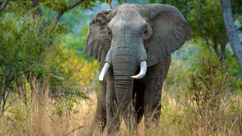 African elephant in Tanzania (Alamy)
