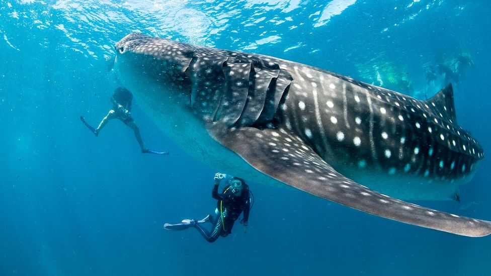 The wild side of Western Australia - BBC Travel