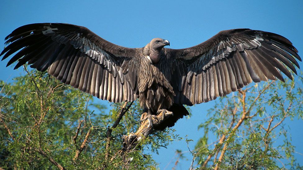 Vultures: Nature's rubbish collectors who never strike - BBC Future