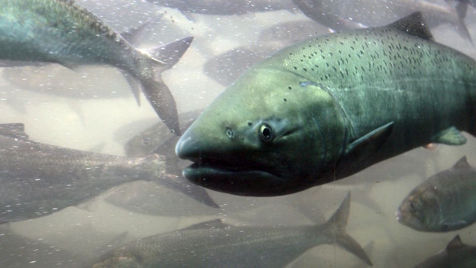 How salmon help keep a huge rainforest thriving