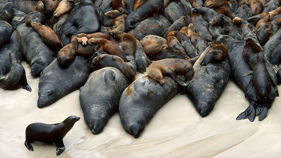 On a crowded beach, it's easy for elephant seal pups to get separated from their parents (Frans Lanting/Mint images/SPL)