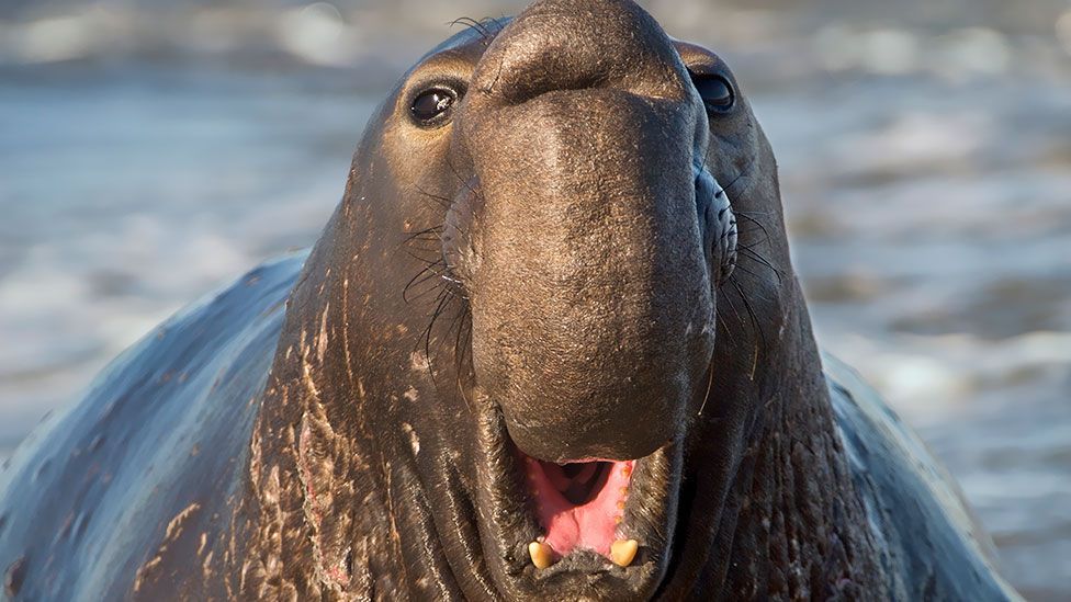 Some adult elephant seals are more likely to adopt a pup than others (Frans Lanting/Mint images/SPL)
