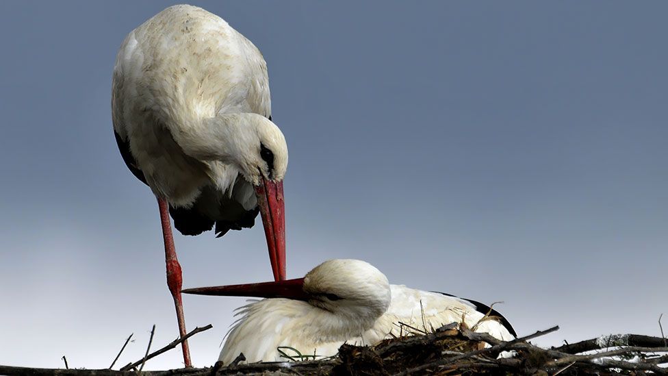 White storks allow baby intruders to share their nest and food - but why? (Thinkstock) White storks allow baby intruders to share their nest and food - but why? (Thinkstock)
