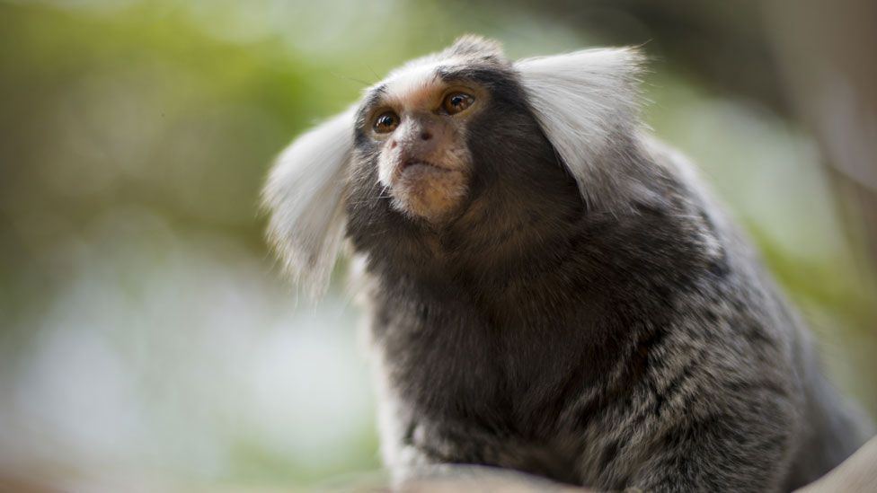 In one strange case, a marmoset (pictured) was adopted by much bigger capuchin monkeys (Thinkstock) In one strange case, a marmoset (pictured) was adopted by much bigger capuchin monkeys (Thinkstock)