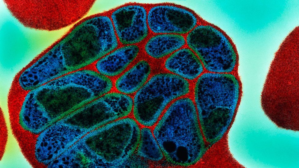 How malaria defeats our drugs BBC Future