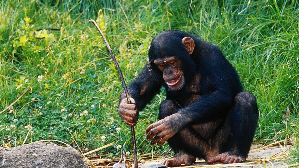 A chimp using a tool, which researchers once thought impossible (SPL)