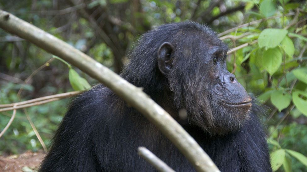 Chimpanzee at Gombe National Park (Thinkstock)