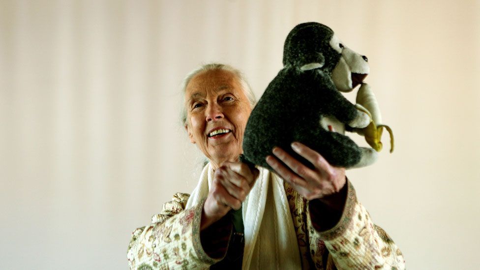 Jane Goodall How She Redefined Mankind Bbc Future