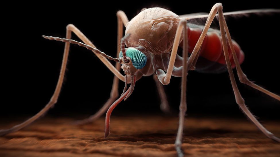 Malaria-carrying mosquitoes are a killer in Africa - but some people have a different disease that gives them protection (SPL)