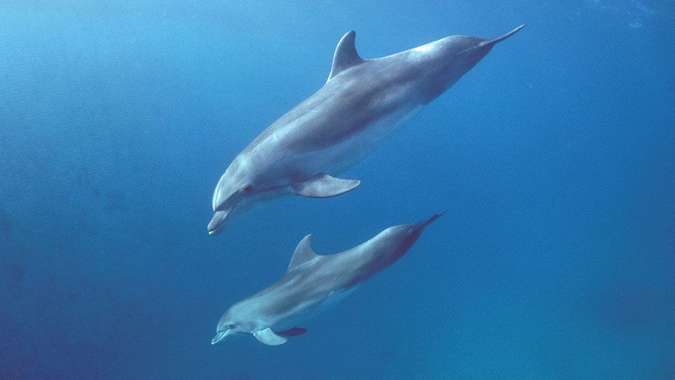 Dolphin mothers teach their young a specialised 'culture' of feeding, called sponging (SPL)