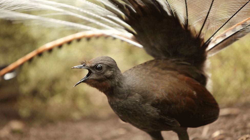 an-australian-bird-that-mimics-the-sound-of-a-chainsaw-bbc-travel