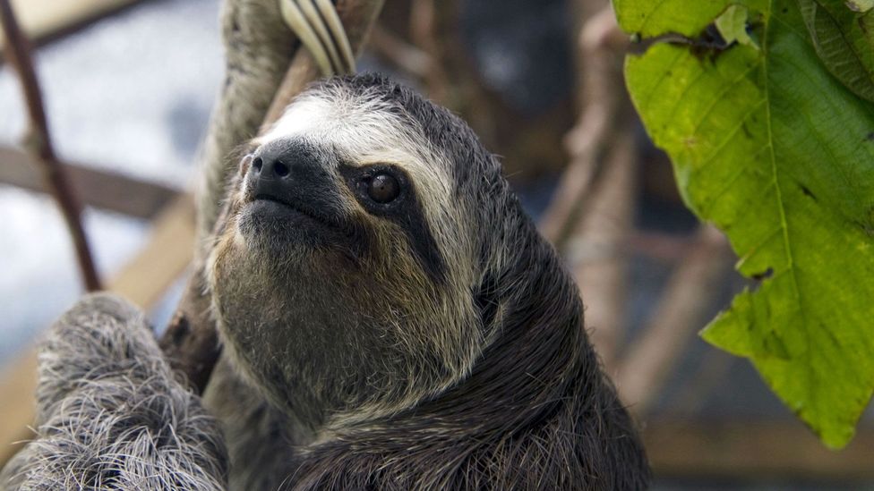 A day in the life of a sloth - BBC Travel
