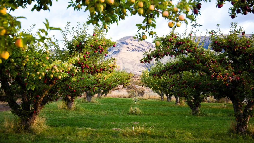 A drink more American than beer? BBC Travel