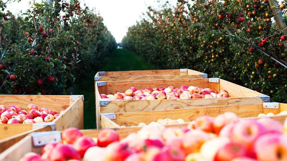 A drink more American than beer? BBC Travel