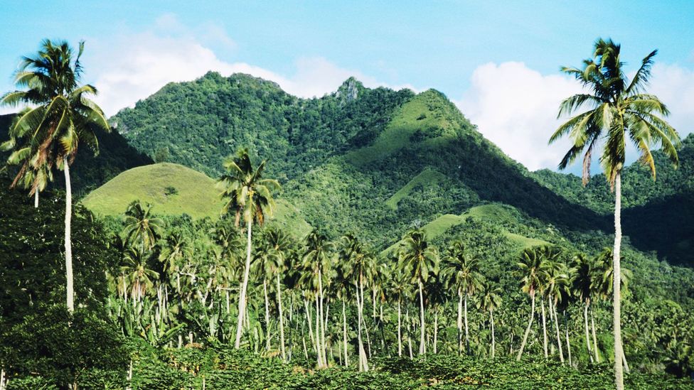 Rarotonga palm trees mountains Cook Islands