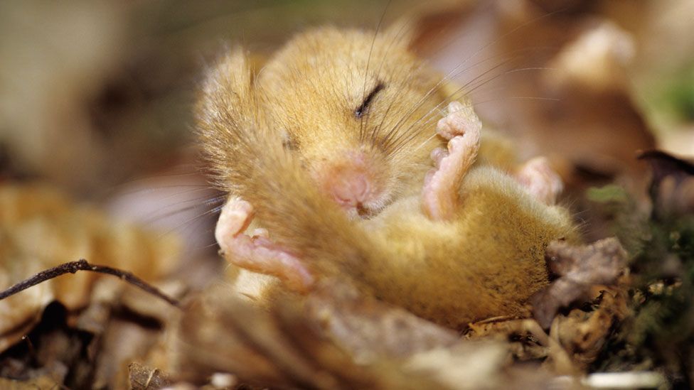 A dormouse in torpor. It will spend up to three quarters of its life asleep, hibernating (Science Photo Library) A dormouse in torpor. It will spend up to three quarters of its life asleep, hibernating (Science Photo Library)