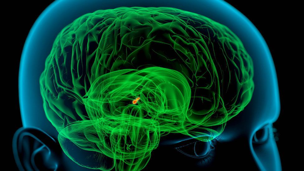 The pineal gland near the centre of the brain produces melatonin, a hornmone that affects our wake/sleep patterns (Science Photo Library) The pineal gland near the centre of the brain produces melatonin, a hornmone that affects our wake/sleep patterns (Science Photo Library)