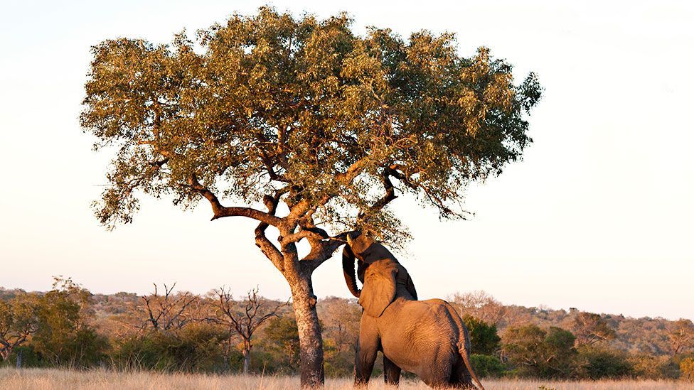 An elephant feeding from the alcoholic marula tree (Thinkstock)