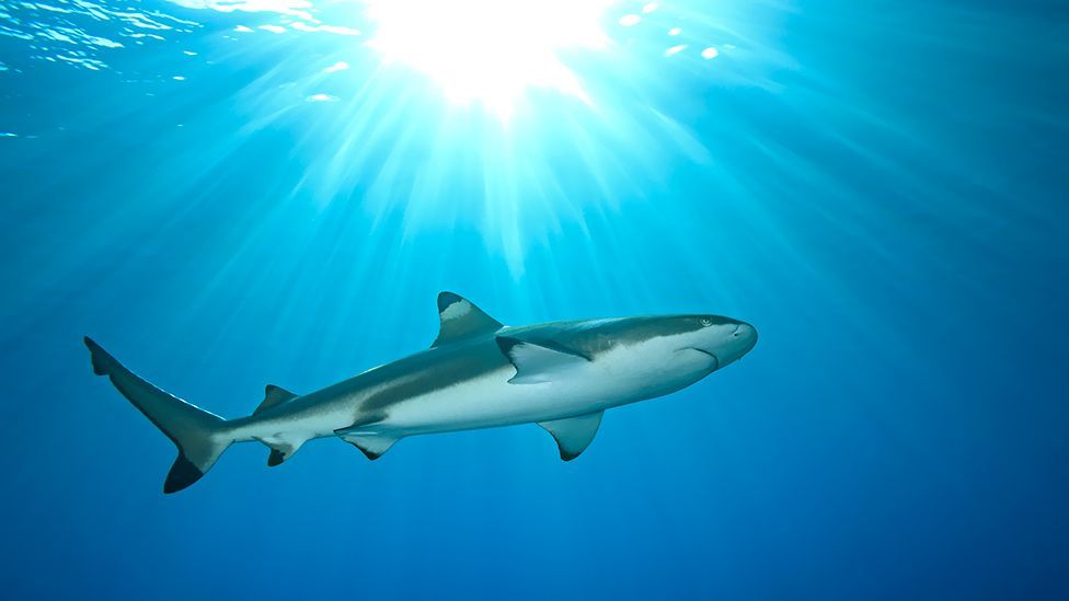 Some female sharks isolated from males can become pregnant (Thinkstock)