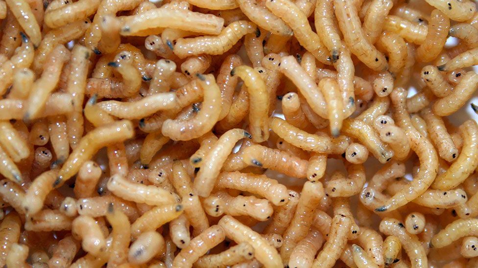 maggots in food