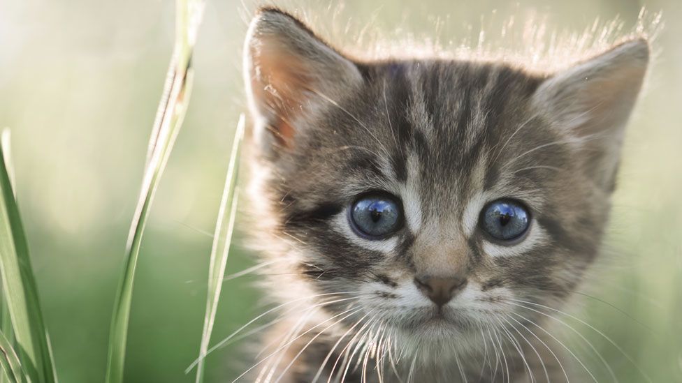 How does this kitten make you feel? The Cherokee language has a unique word for it: "oo-kah-huh-sdee" (Thinkstock) How does this kitten make you feel? The Cherokee language has a unique word for it: "oo-kah-huh-sdee" (Thinkstock)