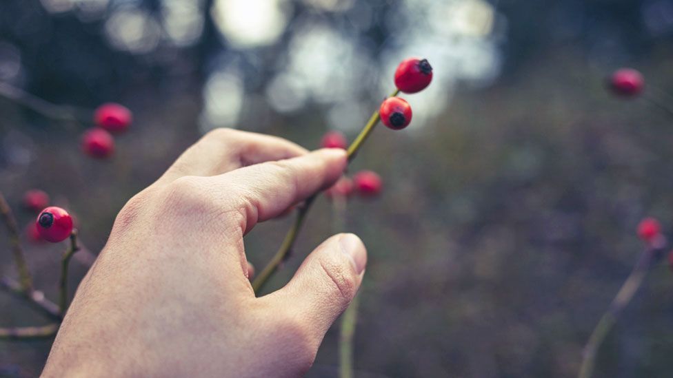 Languages can contain vital knowledge - the names of berries can convey whether they're poisonous, for example (Thinkstock) Languages can contain vital knowledge - the names of berries can convey whether they're poisonous, for example (Thinkstock)