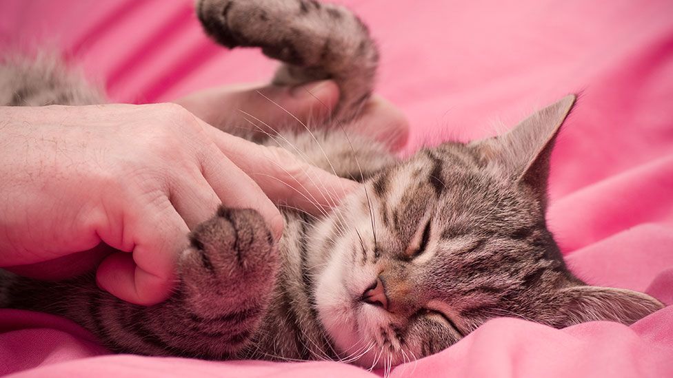We know animals like cats experience a general sensation of pleasure, but does this extend to sex? (Thinkstock)