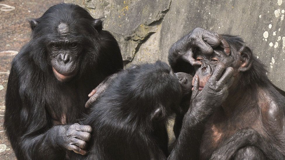 Researchers have been studying the wide and varied interactions that bonobos take part in for many years (Getty Images)