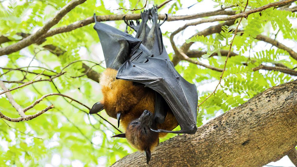 In short-nosed fruit bats, oral sex is thought to help increase the likelihood of fertilisation (Thinkstock)