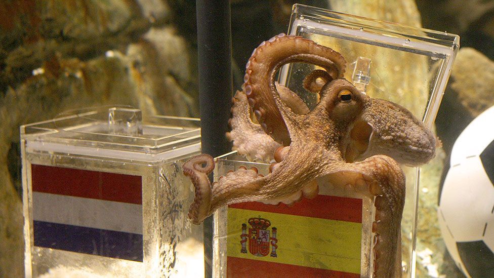Who could forget Paul the octopus and his ability to predict the winners in the 2010 World Cup? (Getty Images) Who could forget Paul the octopus and his ability to predict the winners in the 2010 World Cup? (Getty Images)
