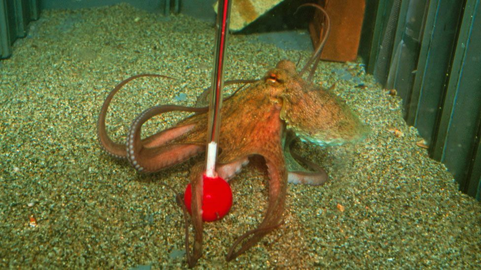 Tests have shown that octopuses have a good memory, can recognise colours and shapes, and can think through puzzles. (Getty Images) Tests have shown that octopuses have a good memory, can recognise colours and shapes, and can think through puzzles. (Getty Images)