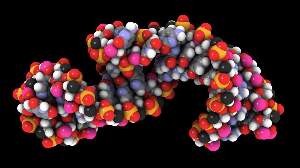 Telomerase is an enzyme that creates and repairs damaged telomeres (Science Photo Library)